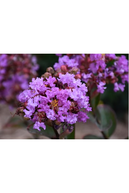 Петіт Орчід цвітіння